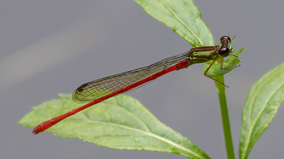 Telebasis garleppi (Montane Firetail) male-2.jpg
